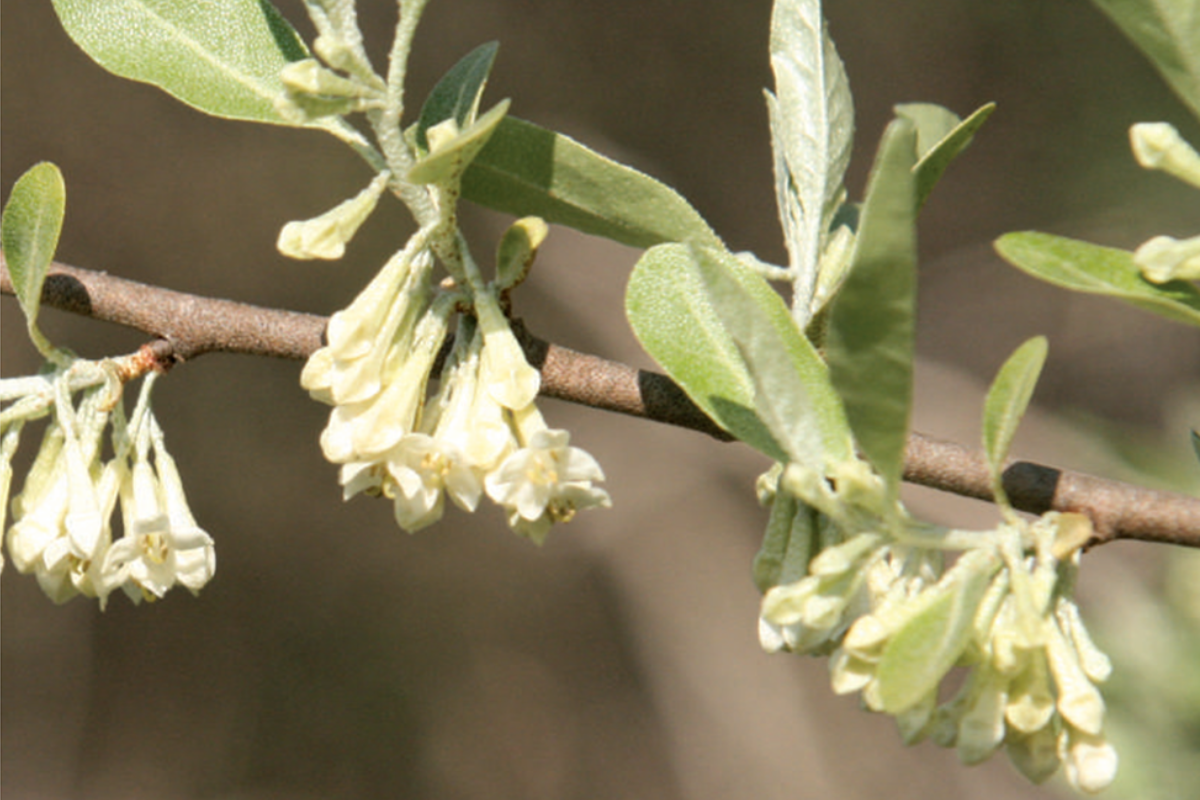 Walk the Forest and Learn to Fight Invasive Plants | Illinois Extension ...