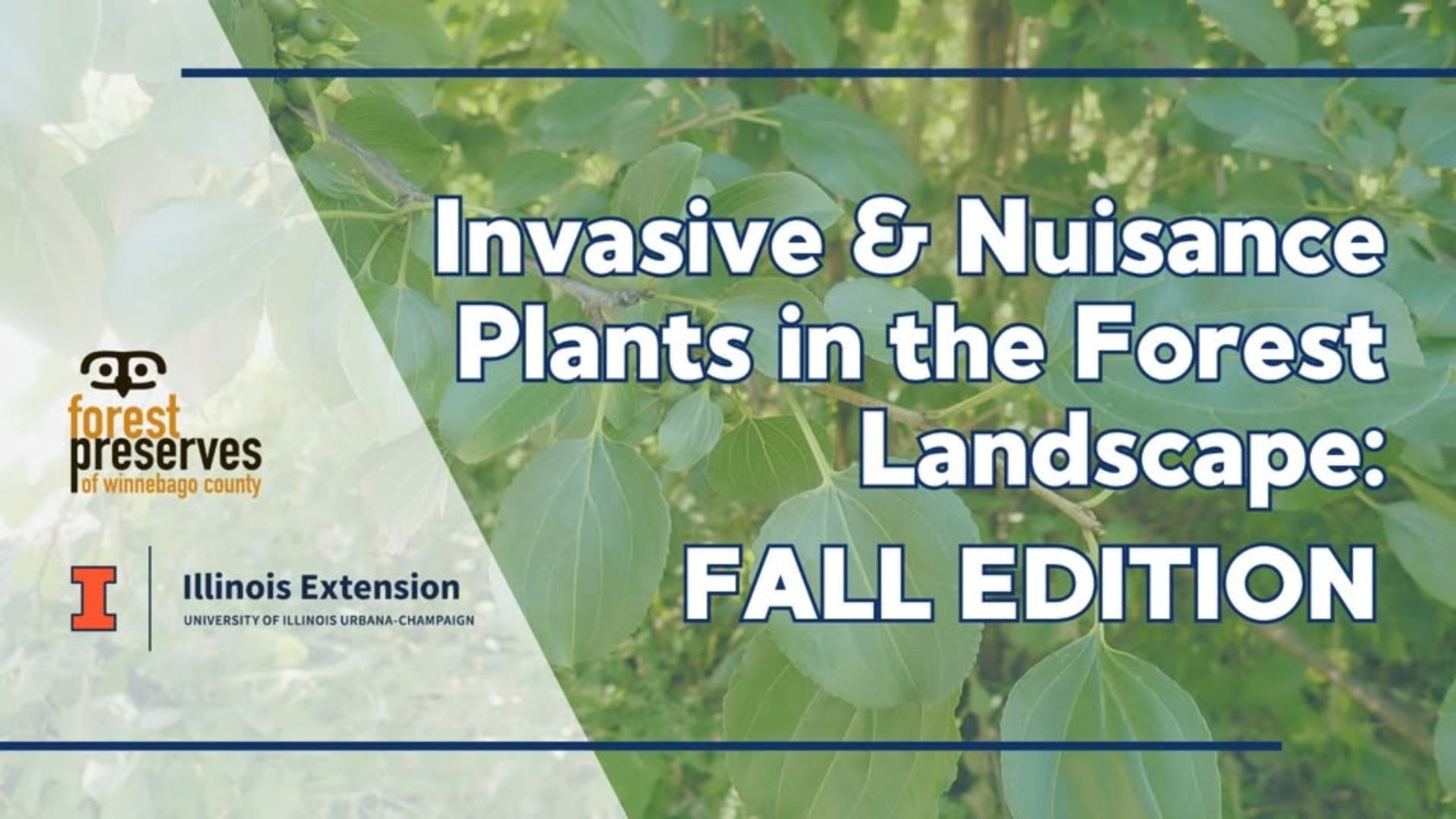 Invasive & Nuisance Plants in the Landscape | Illinois Extension | Illinois
