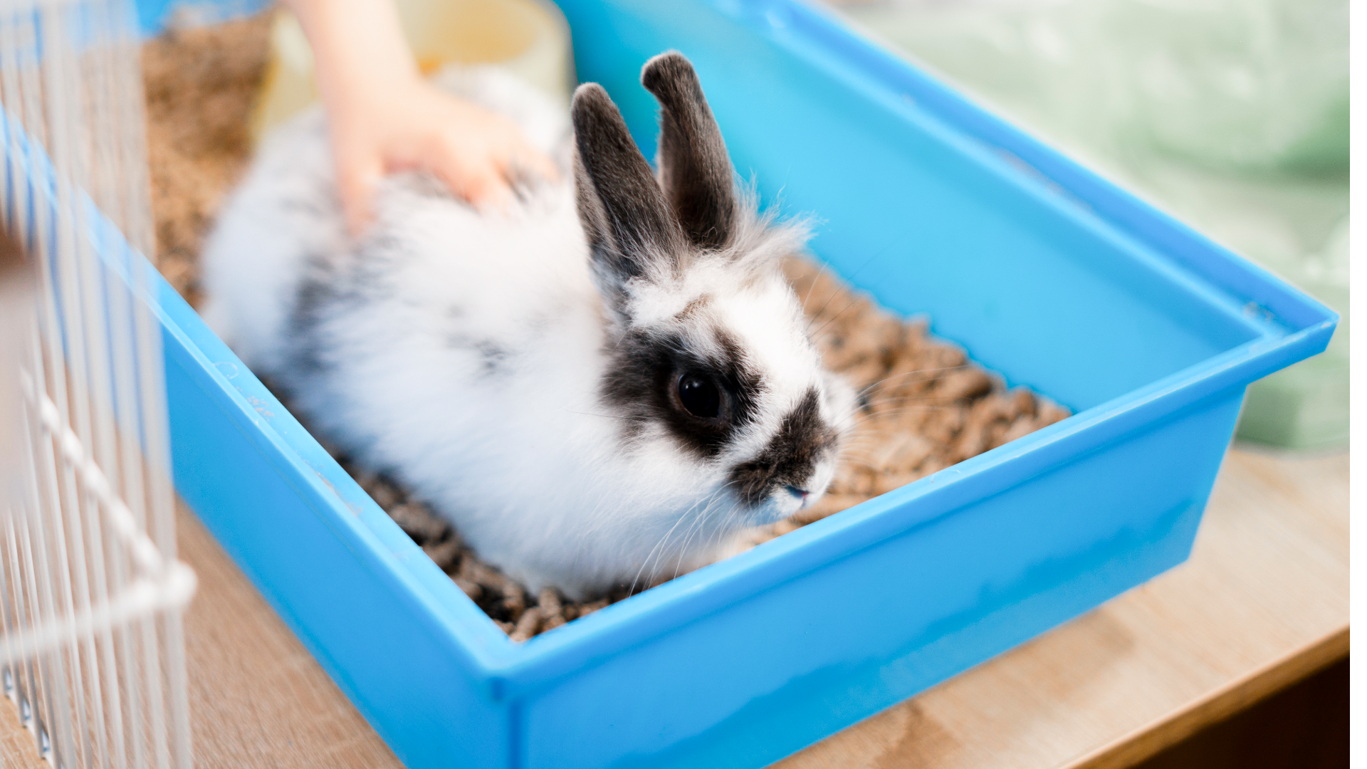 AJMPU 4-H Rabbit and Poultry Show | Illinois Extension | Illinois