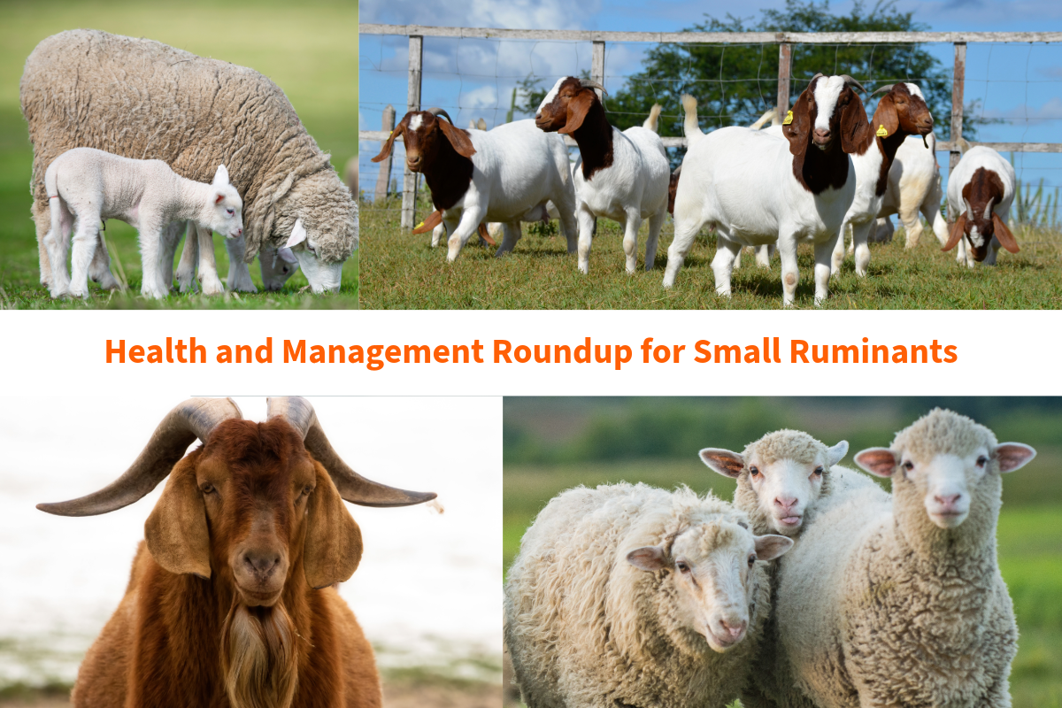 Small Ruminant Meat Health and Management Roundup for Small Ruminants | Illinois Extension ...