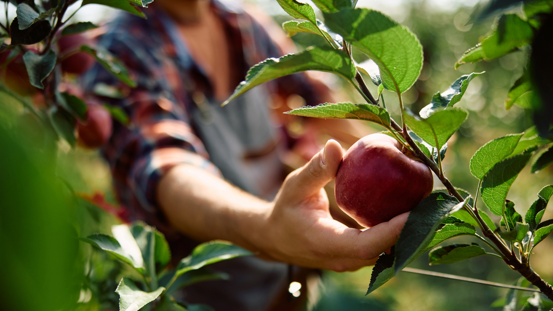 Pruning Old, Neglected Apple Trees Workshop | Illinois Extension | Illinois