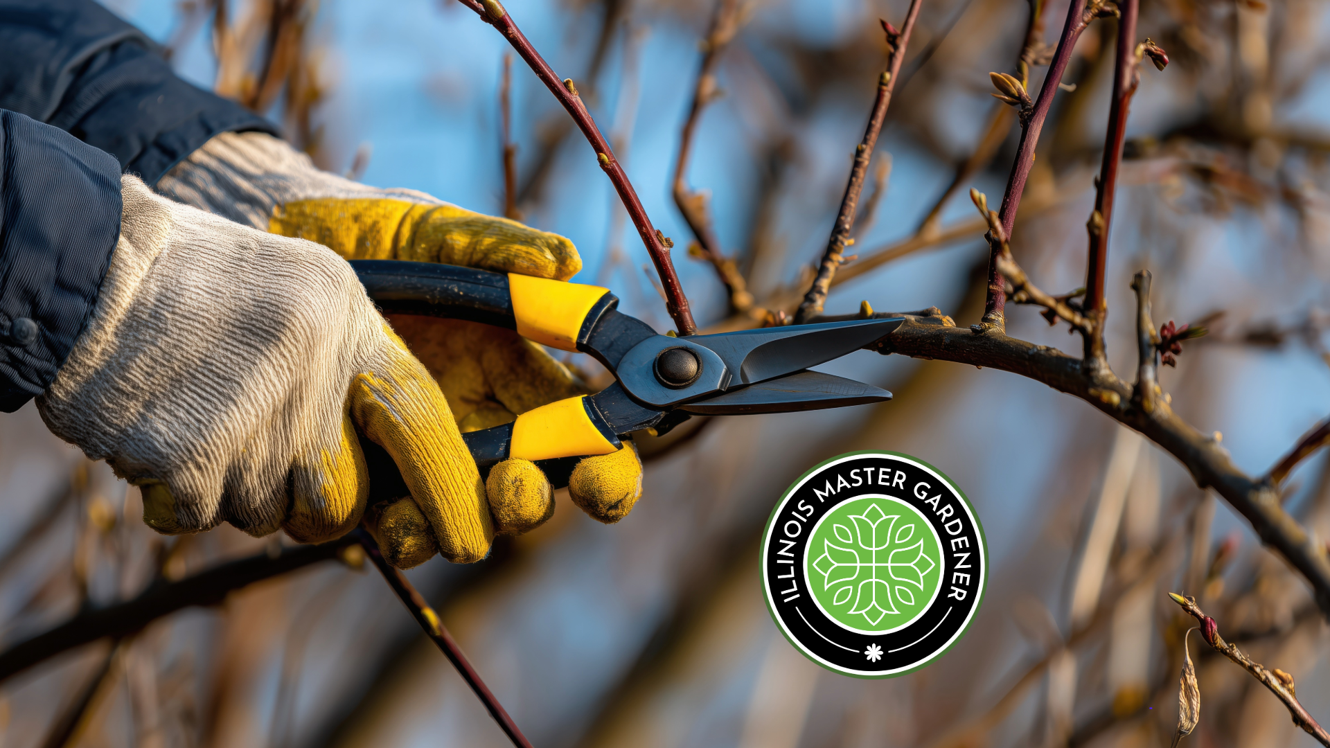 Pruning Dormant Trees for Success | Illinois Extension | UIUC