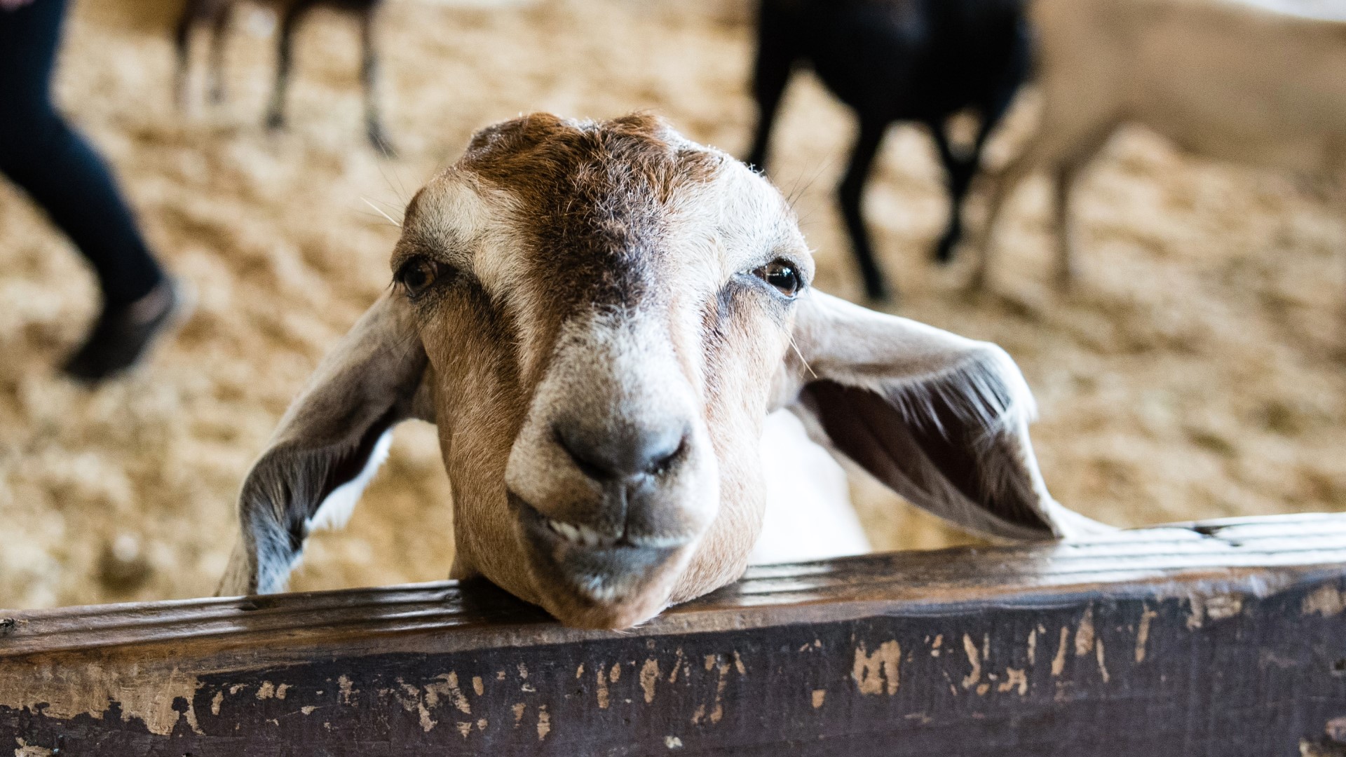 4-H Large Animal Exhibition | Illinois Extension | Illinois