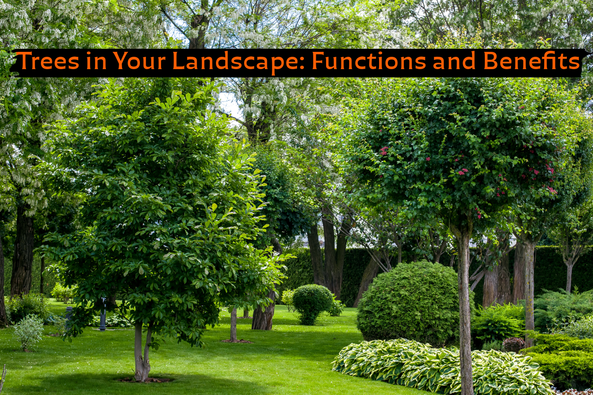 Trees Definiton Trees in Your Landscape: Functions and Benefits | Illinois Extension ...