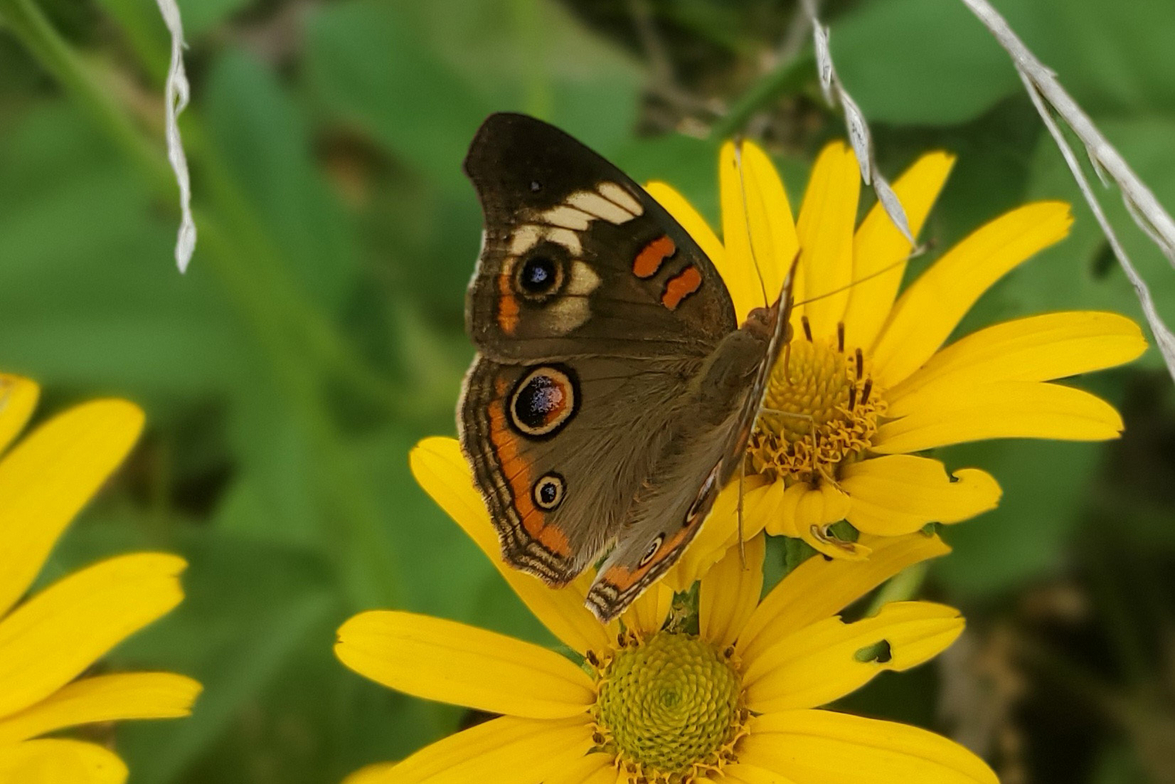 butterfly on yellow flower