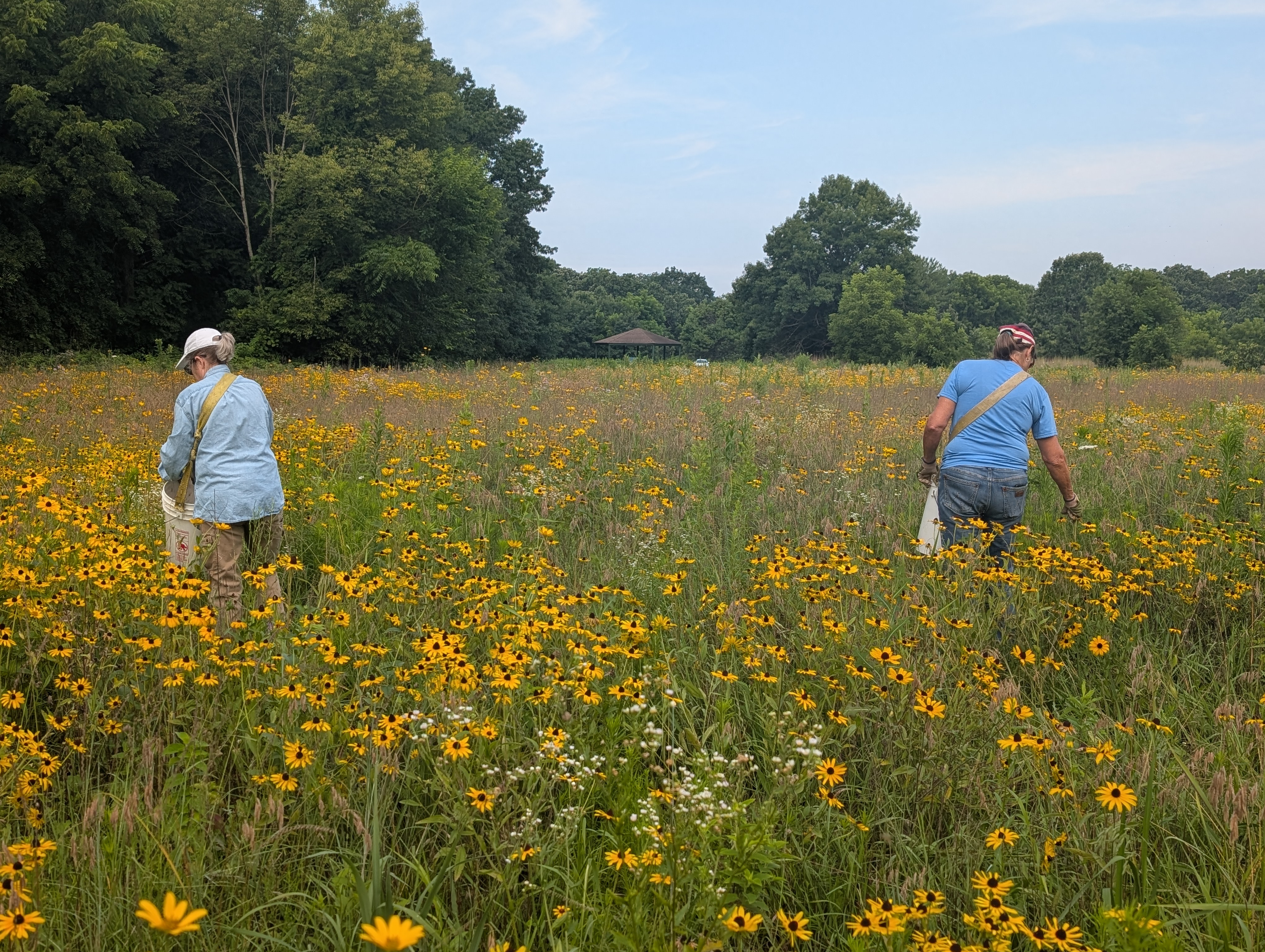 Volunteers gather seeds in prairie