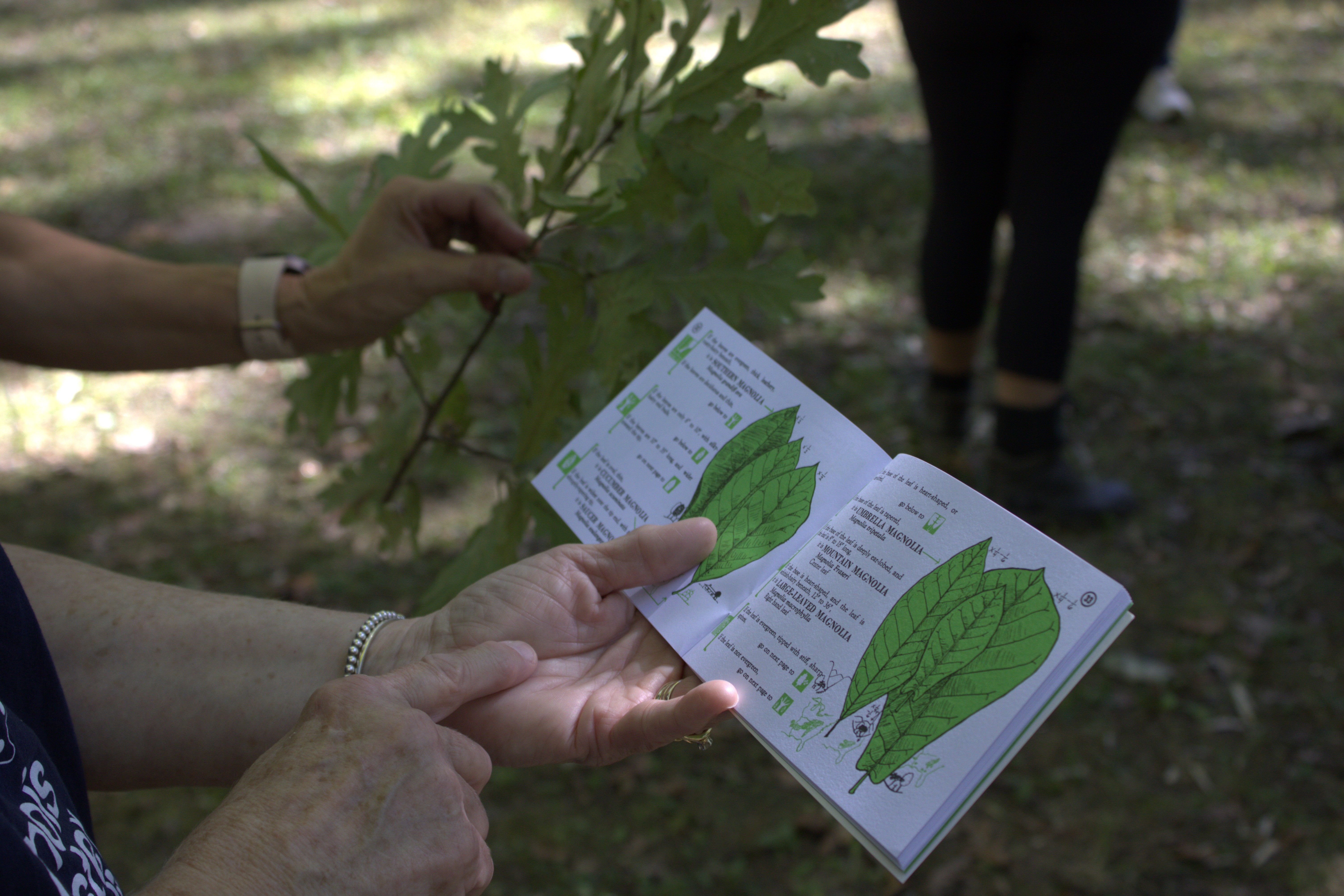 People look at a tree identification book