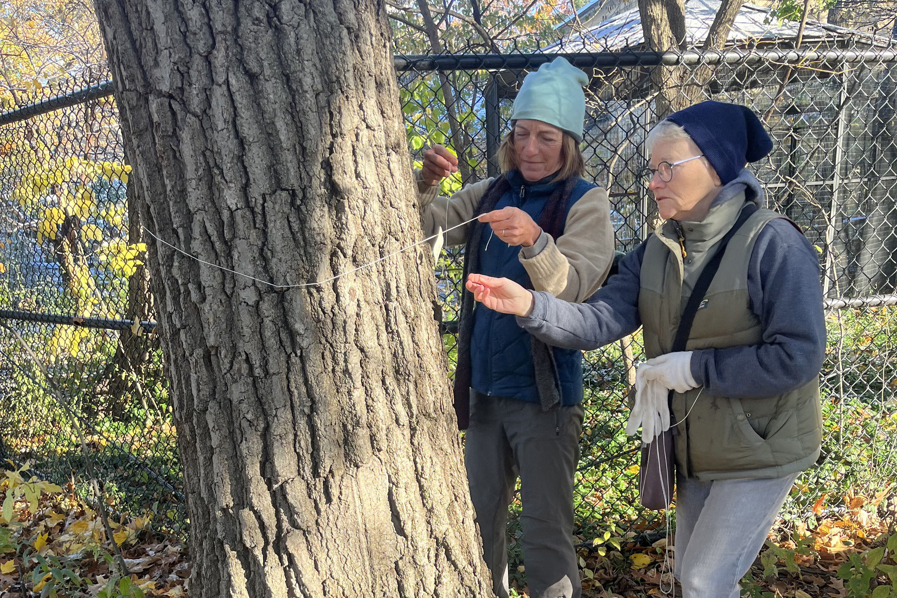 Two women measure the girth of a tree