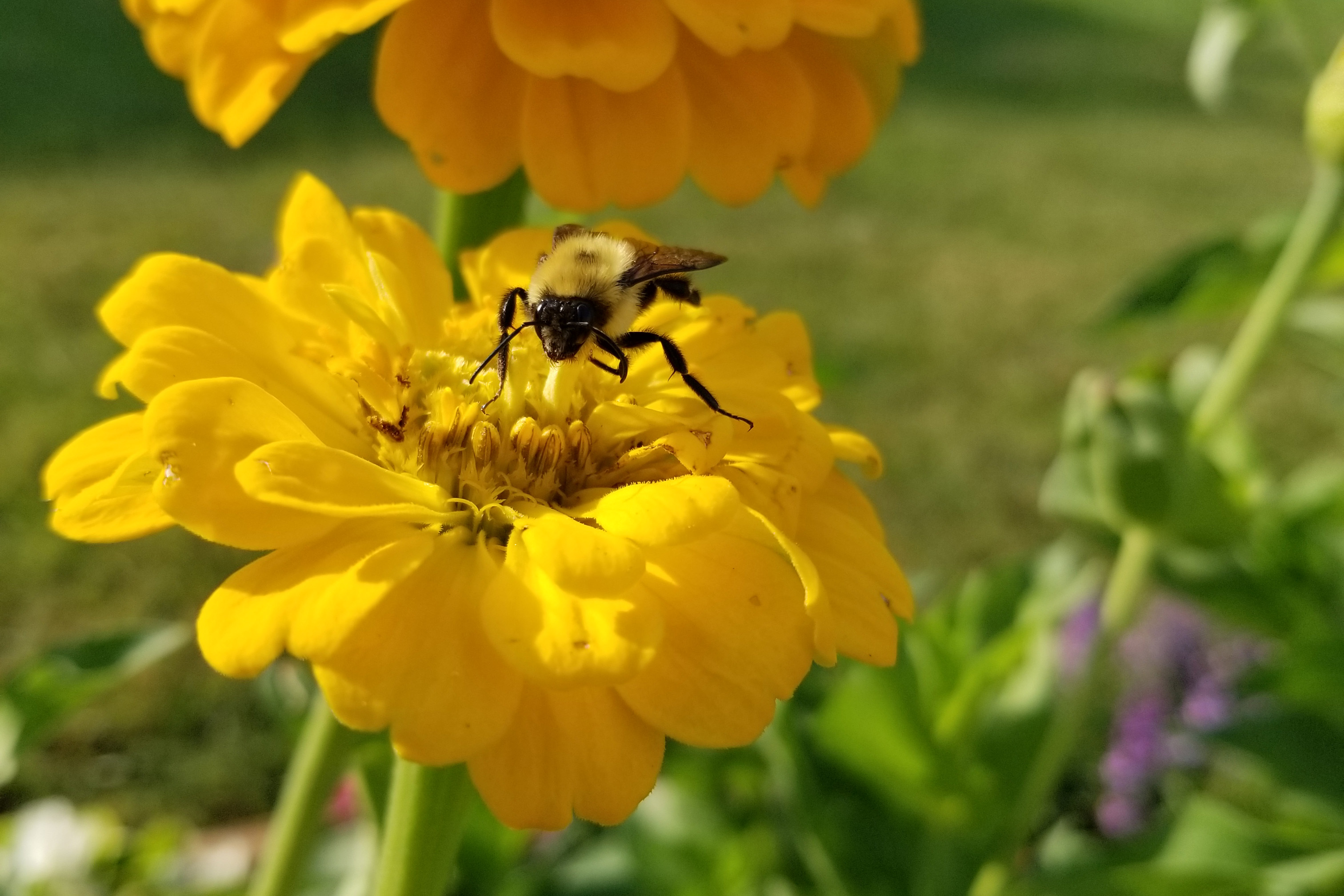 A bee on a yellow flower