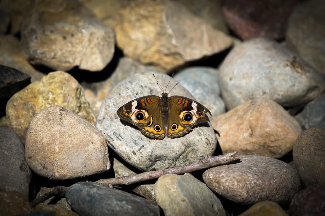 a brown moth on rocks