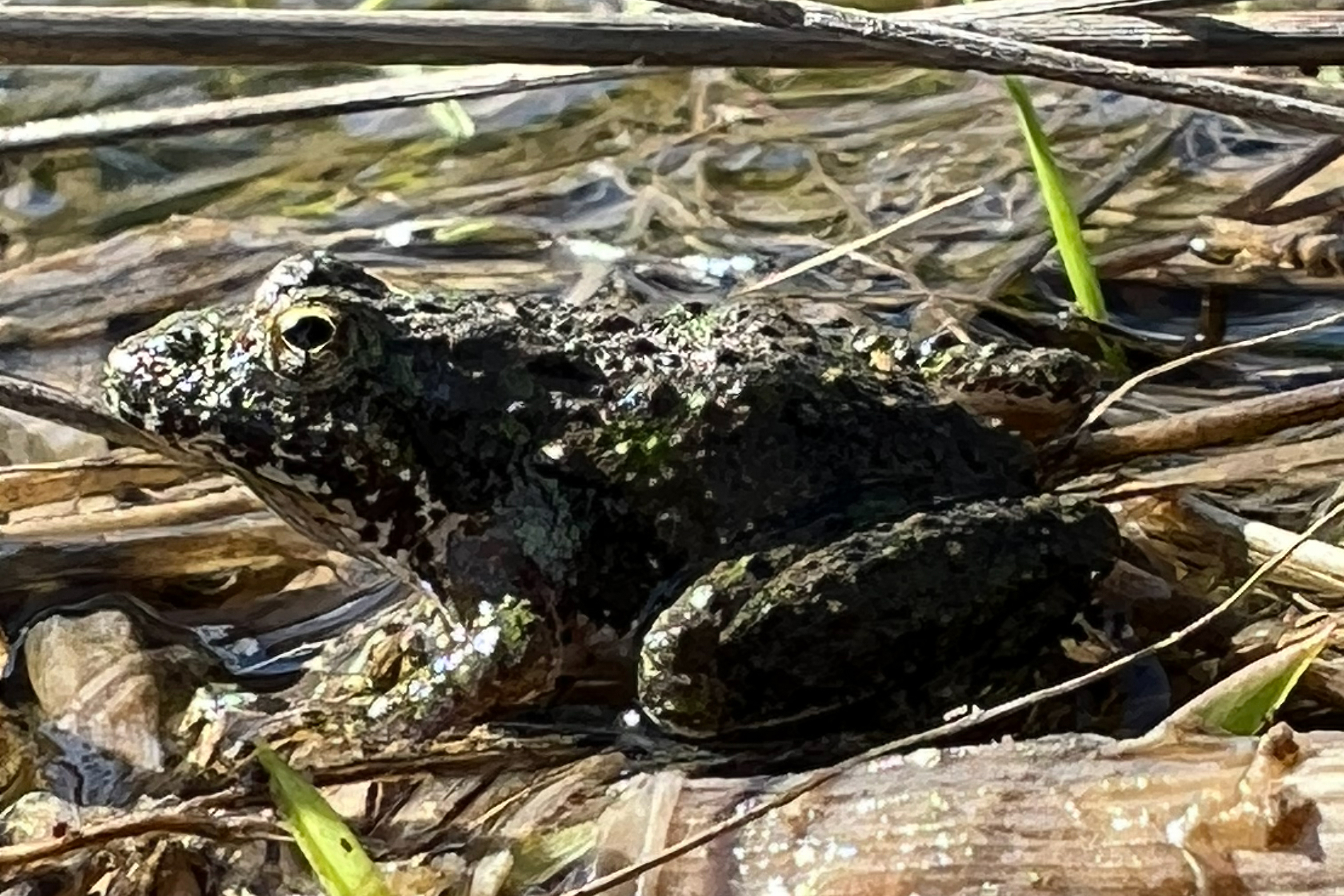 A frog