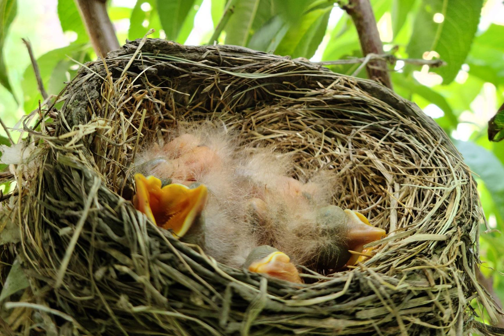 a baby bird in a nest