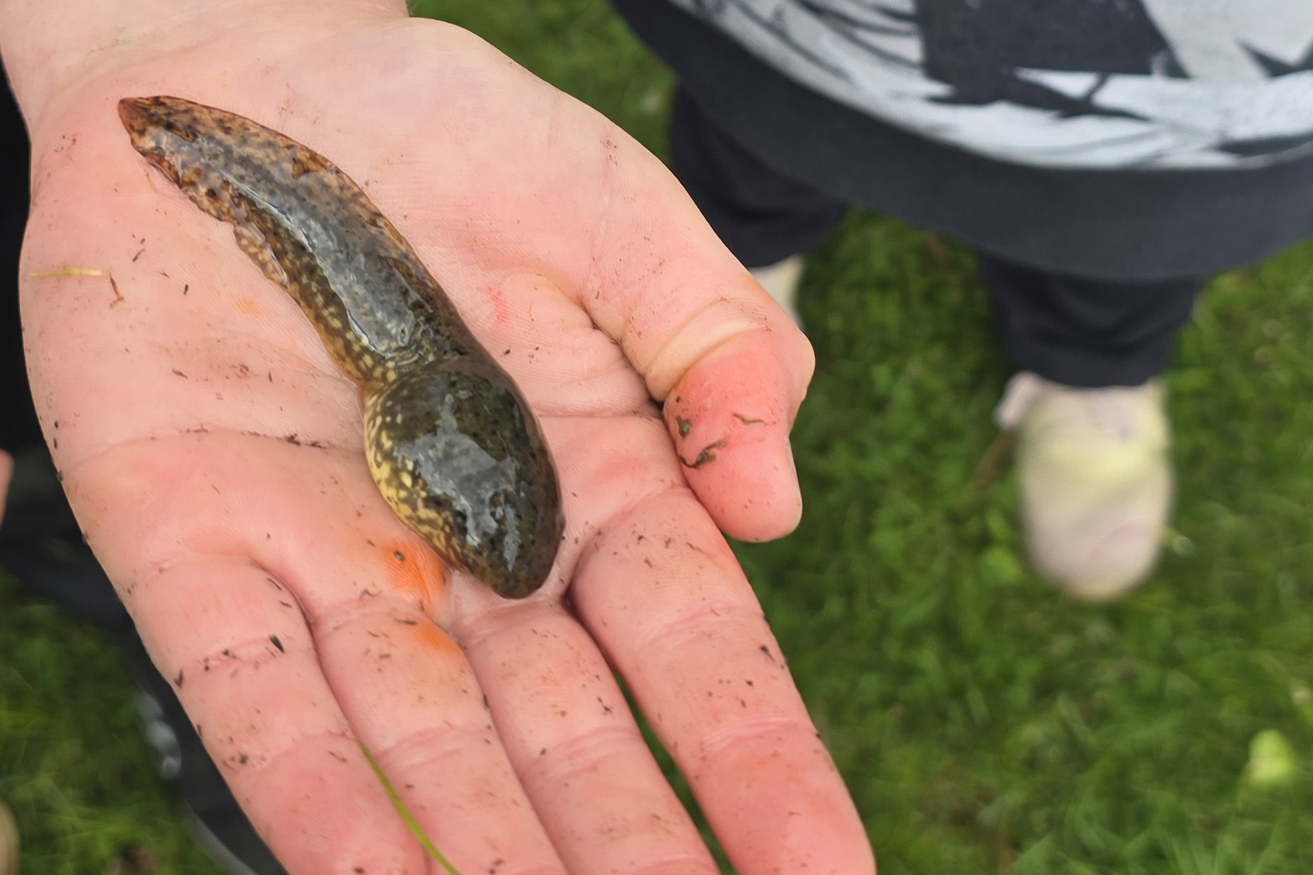 A student holds a tadpole in their hand