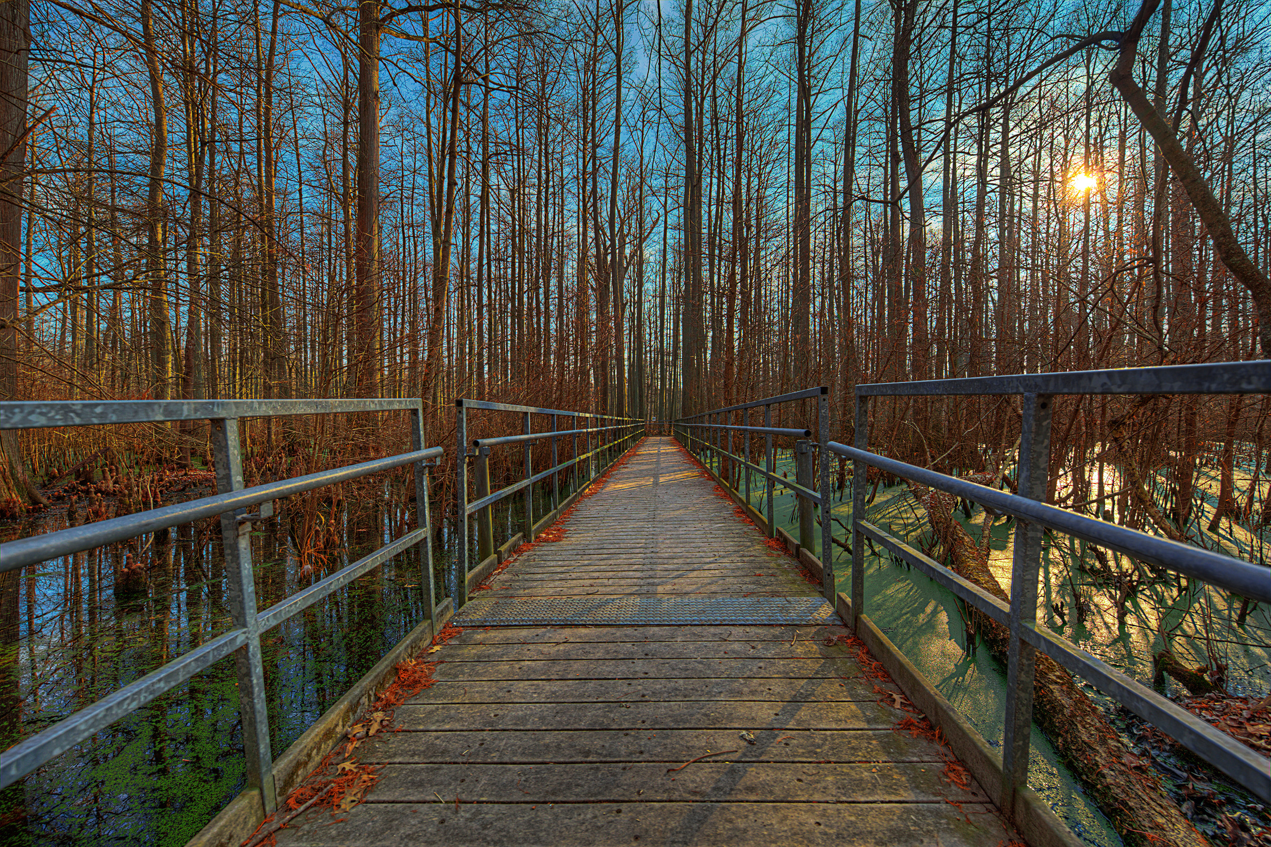 A boardwalk through a wetland in winter