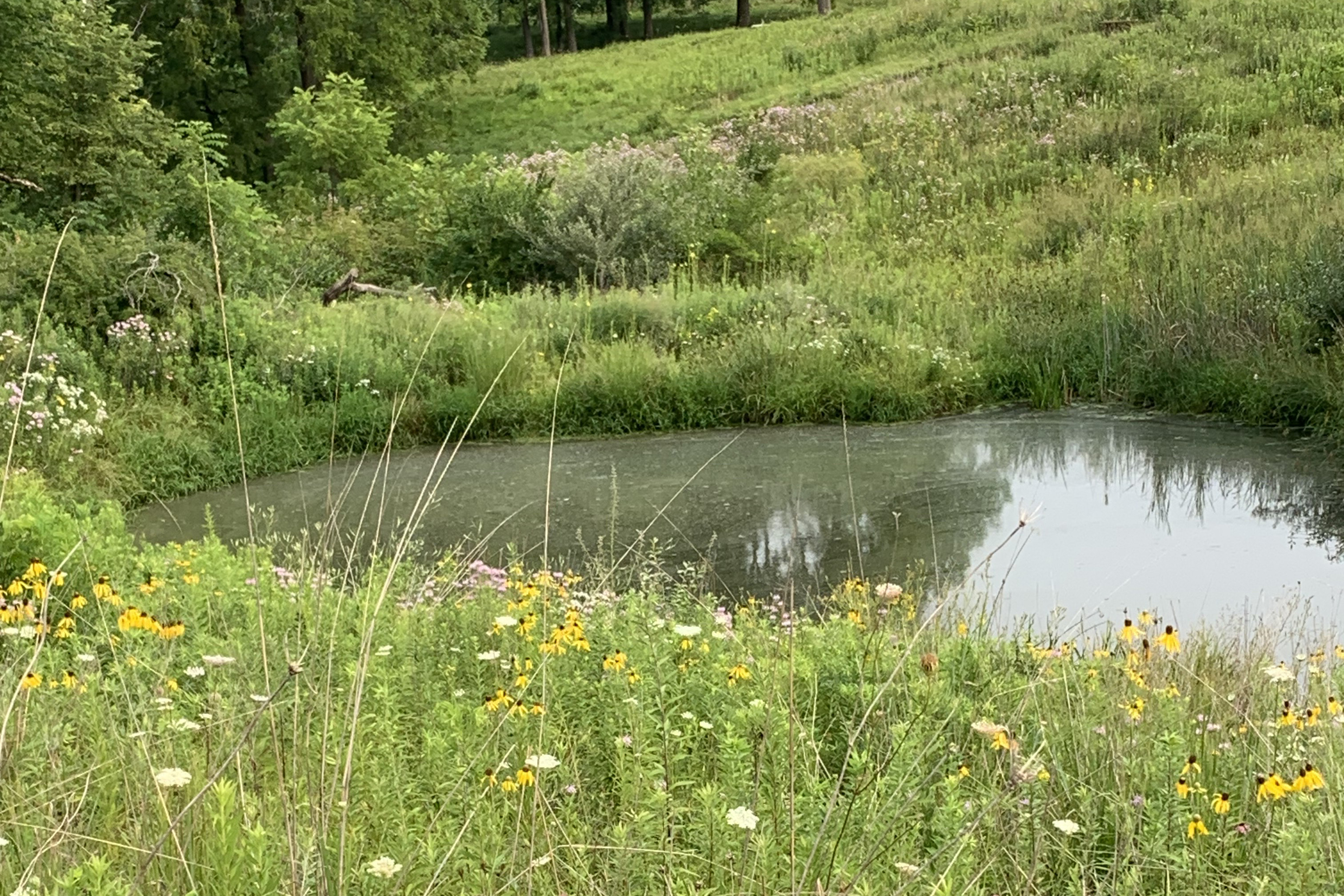 native plants around a pond