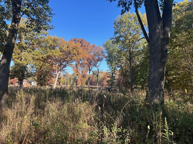 A fall woodland