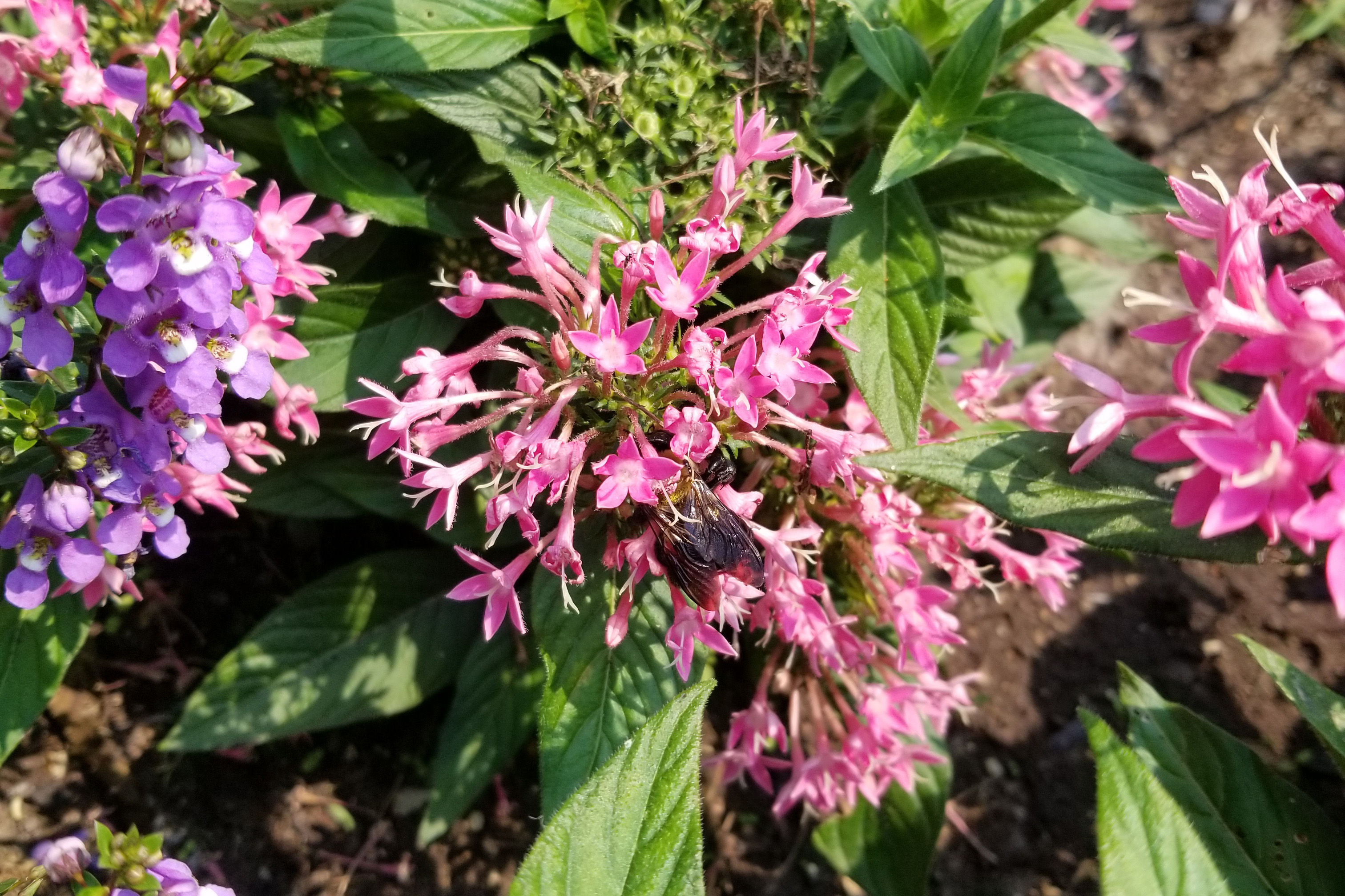 A closeup of pink flowers