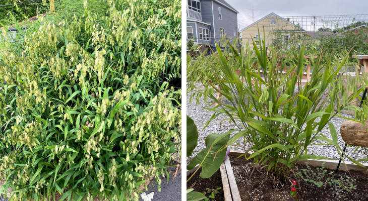 left - dense clump of river oats planted at a zoo; right - clump of river oats planted in a raised bed