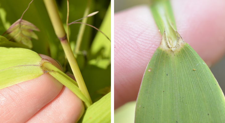 two close up images of the ligule with short hairs