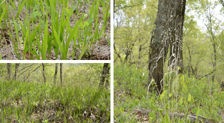 three photos showing bright green new growth with dead stalks from previous year remaining