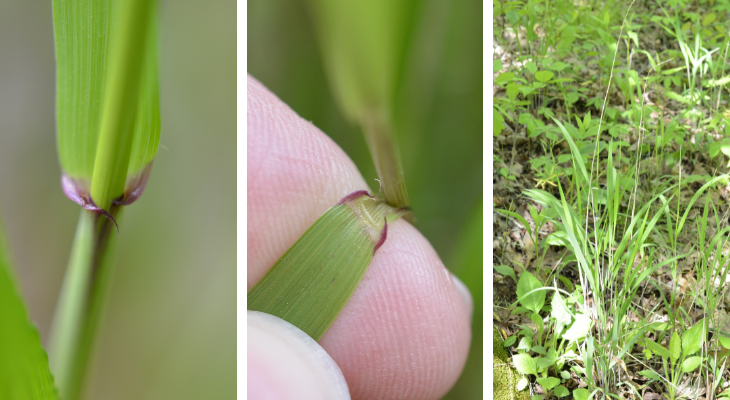 left is closeup view of auricles, center is closeup view of membranous ligule and auricles, right is clump of leaves