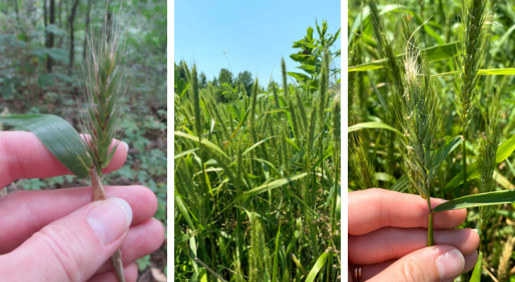 left is view of inflorescence emerging right above a leaf, center is cluster of Virginia Wild Rye with erect inflorescences, right is closeup of inflorescence with short awns that face up