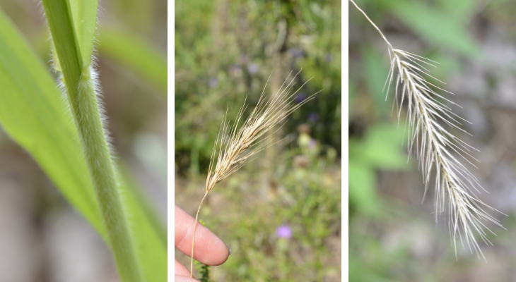 left is closeup of hairy leaf sheath, center is small inflorescence, right is closeup of hairy inflorescence of silky wild rye