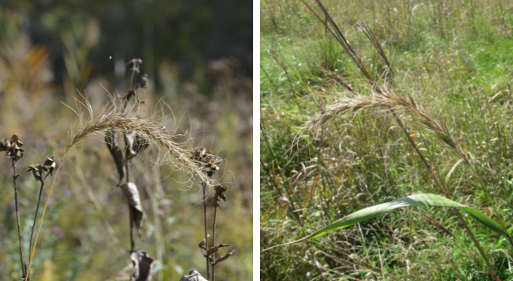left is Canada Wild Rye inflorescence with curved awns, right is another view of inflorescence