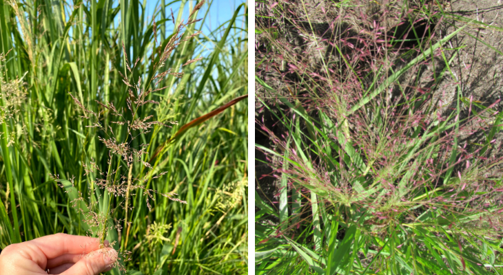 left is Redtop inflorescence with straight branches and red spikelets, right is Purple Lovegrass inflorescence with purple spikelets in denser panicles