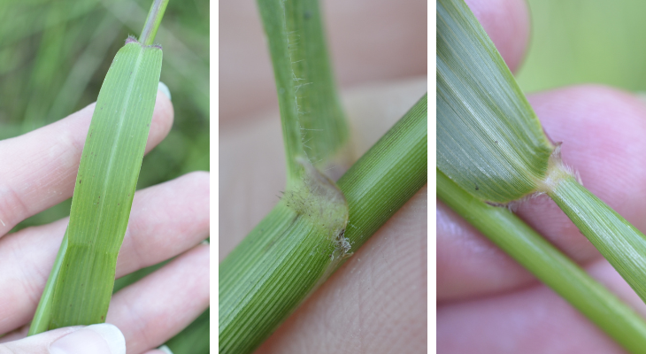 left is leaf of purpletop; middle is hairs on the sheath in the collar region; right is hairs under the base of the leaf blade