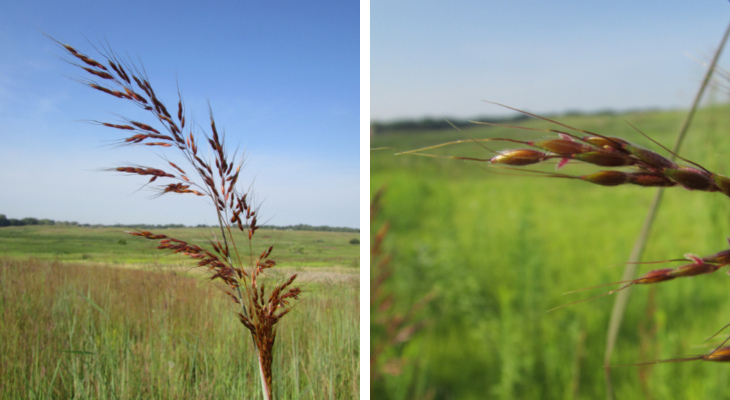 Indiangrass panicle left and close up of spikelets with awns right