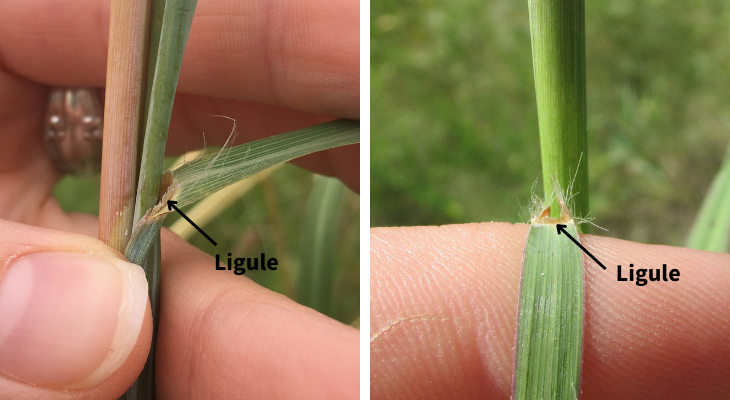 closeup of ligule of big bluestem, with arrows pointing to membranous ligule, with hairs visible in collar region