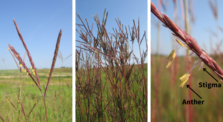 closeup of big bluestem raceme inflorescence in left and middle photos, and closeup of anthers and stigmas in right photo