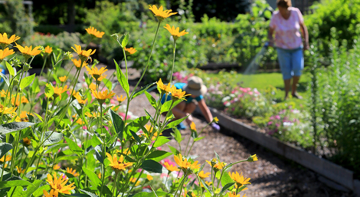 two master gardener volunteers water and weed a bed in the background of yellow heliopsis flowers