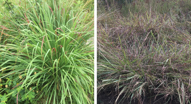 bunchgrass early in growing season; bunchgrass that looks matted down later in growing season