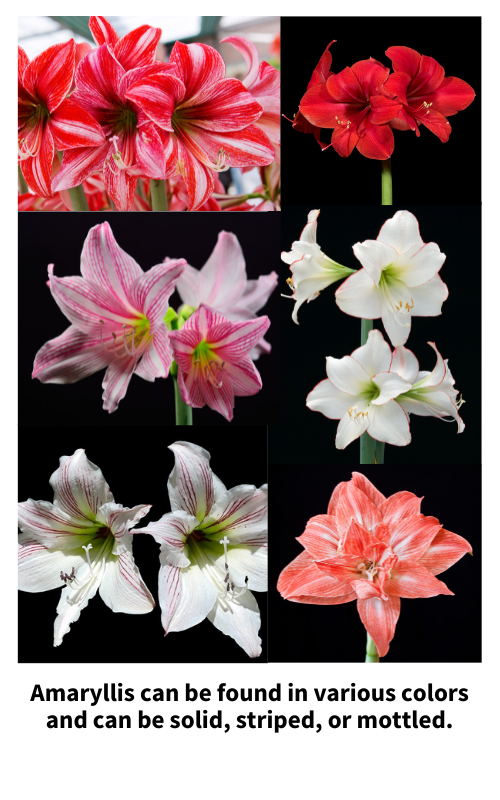 How To Take Care Of Amaryllis And Get