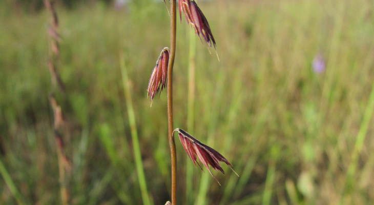 close up of the spikelets of side oats grama grass, looking like little red eyelashes