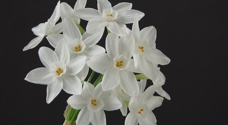 paperwhite bloom (Narcissus papyraceus)