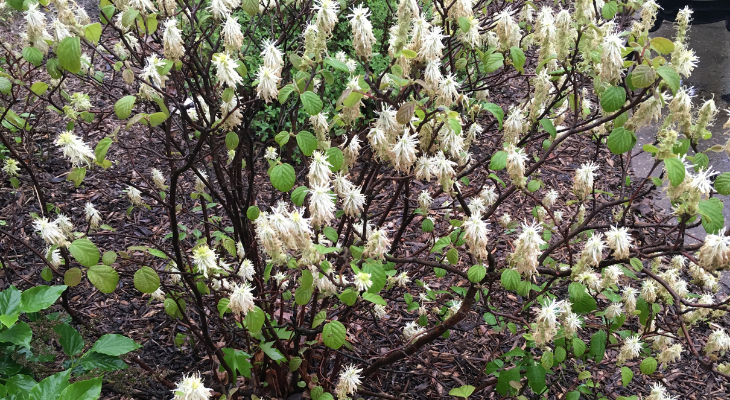 witch hazel (fothergilla) flowers - photo by kelly allsup