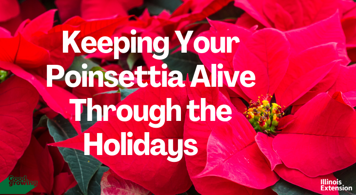 red poinsettia bracts