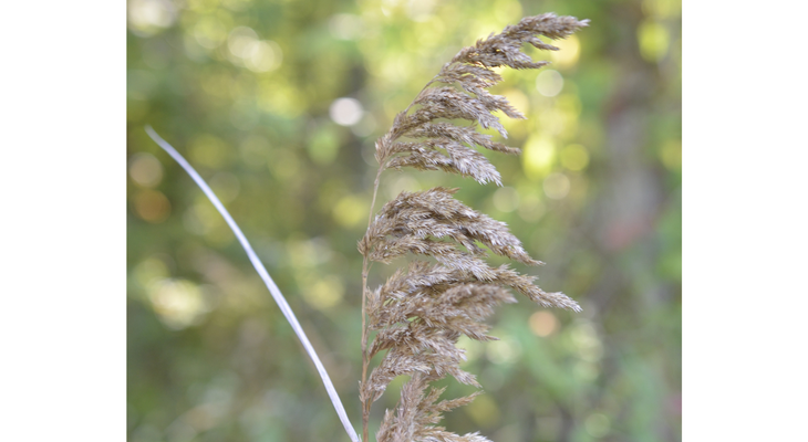 Native Michigan Reeds Identifying Wood Reed, a native warm-season grass | Grasses at a Glance ...
