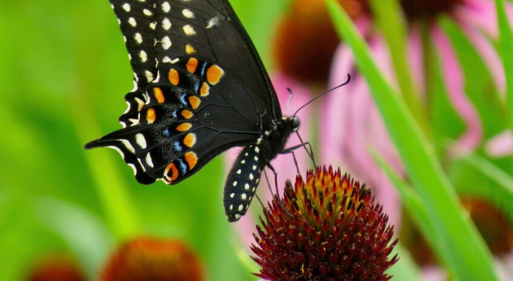 Black Swallowtail by Deanna Frautschi