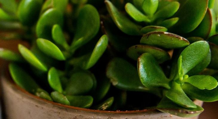 jade plant. photo:pixabay