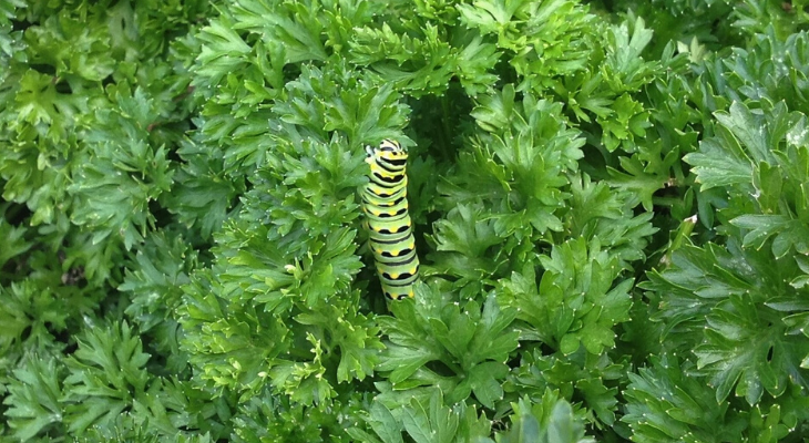 black swallowtail caterpillar ascending parsley