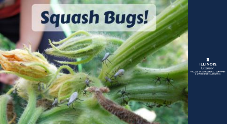 squash bugs