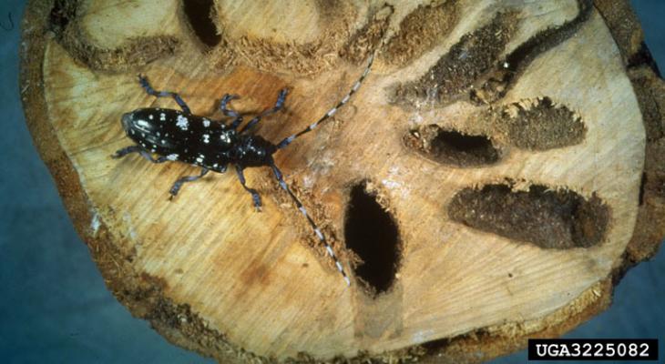 black beetle on cut surface of wood with holes in it 