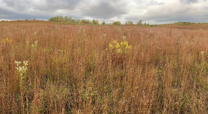 landscape view of a prairie in fall, with reddish grasses and white wildflowers