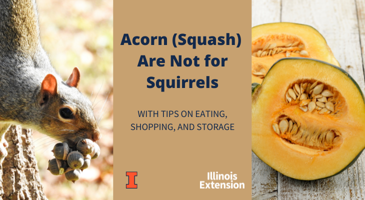 Acorn Squash Are Not for Squirrels: With Tips on Eating, Shopping, and Storage