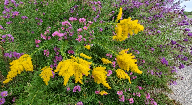 Goldenrods and asters provide some of the showiest flowers of fall, but can be aggressive in gardens if not planted appropriately. 