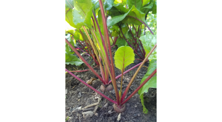 Beets are a cool-season vegetable that can be direct seeded into the garden now.